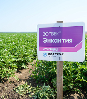 Эффективность фунгицида Зорвек® Энкантия компании Corteva Agriscience подтверждена экспертами Всероссийского научно-исследовательского института фитопатологии   